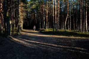 мандрівка по лісу