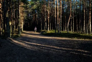 мандрівка по лісу