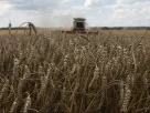 Вкрадене українське зерно
