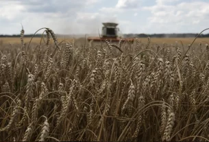 Вкрадене українське зерно