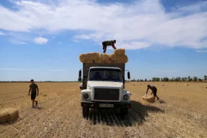 Збір врожаю на українському полі