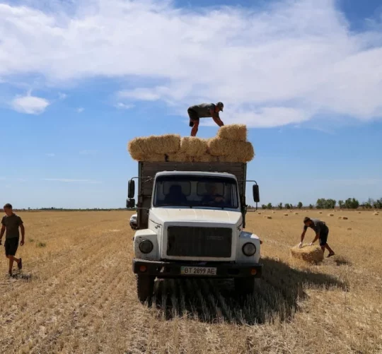 Збір врожаю на українському полі