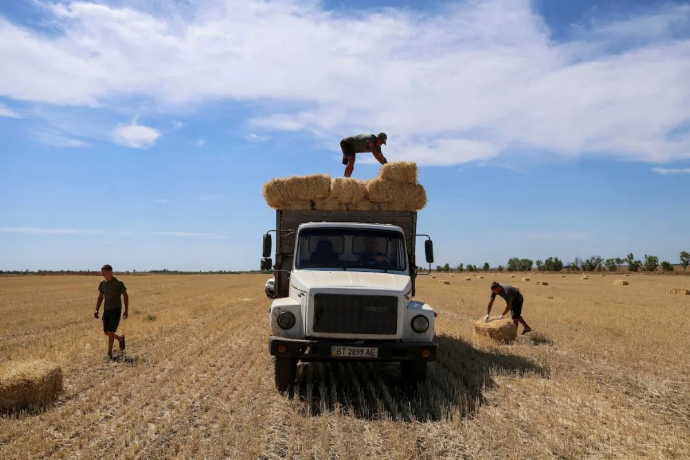Збір врожаю на українському полі