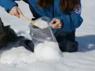 збір арктичного снігу для досліджень