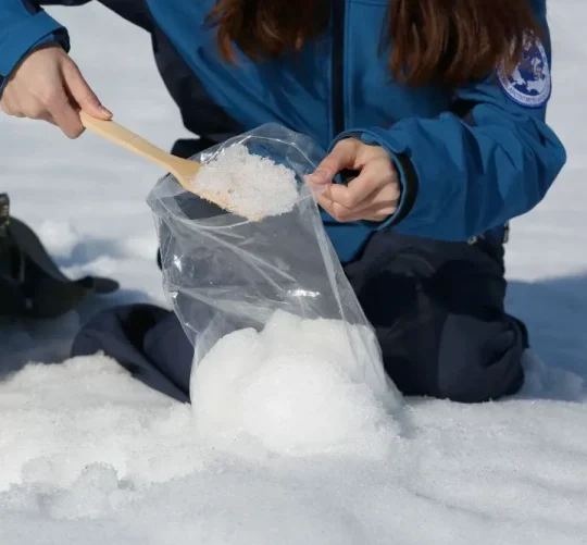 збір арктичного снігу для досліджень