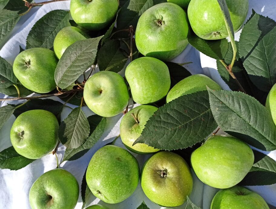 Яблука "Ренет Платона Симиренка"