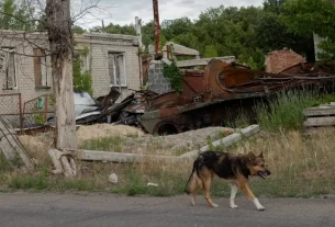 покинута собака на прифронтовій зоні