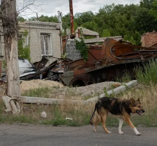 покинута собака на прифронтовій зоні