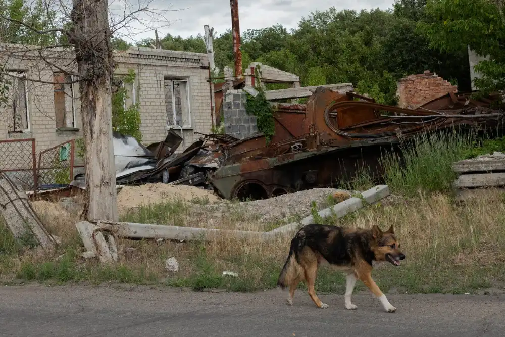 покинута собака на прифронтовій зоні