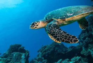 черепаха пливе у індійському океані