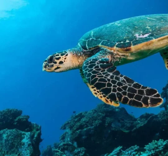 черепаха пливе у індійському океані