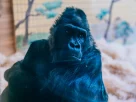 горила Тоні з Київського зоопарку йому 52 роки