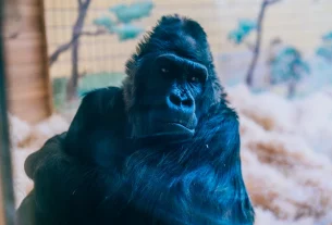 горила Тоні з Київського зоопарку йому 52 роки