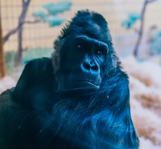 горила Тоні з Київського зоопарку йому 52 роки