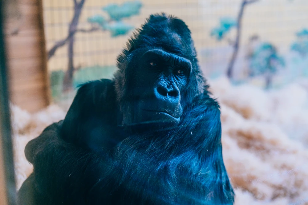 горила Тоні з Київського зоопарку йому 52 роки