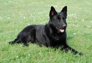 чорна собака лежить на газоні