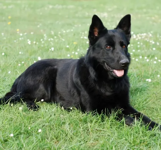 чорна собака лежить на газоні