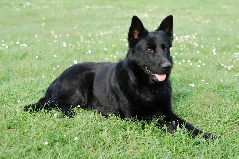 чорна собака лежить на газоні