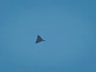 іранський дрон типу шахед у небі