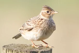 Жайворонок - входять до числа птахів, занесені до червоної книги