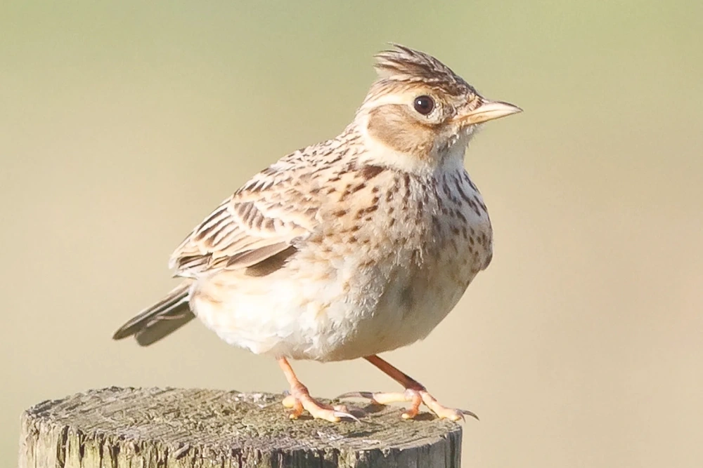 Жайворонок - входять до числа птахів, занесені до червоної книги