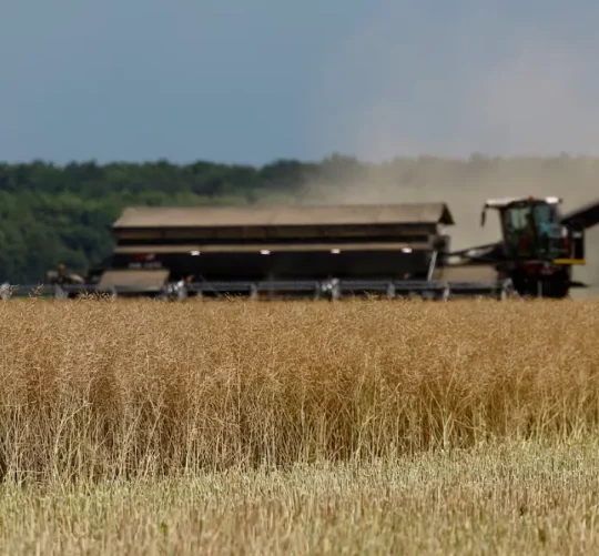 Сільськогосподарський працівник керує комбайном під час збирання ріпаку на полі поблизу села Кищенці в Черкаській області, Україна, 18 липня 2023 року, на тлі російського вторгнення в Україну
