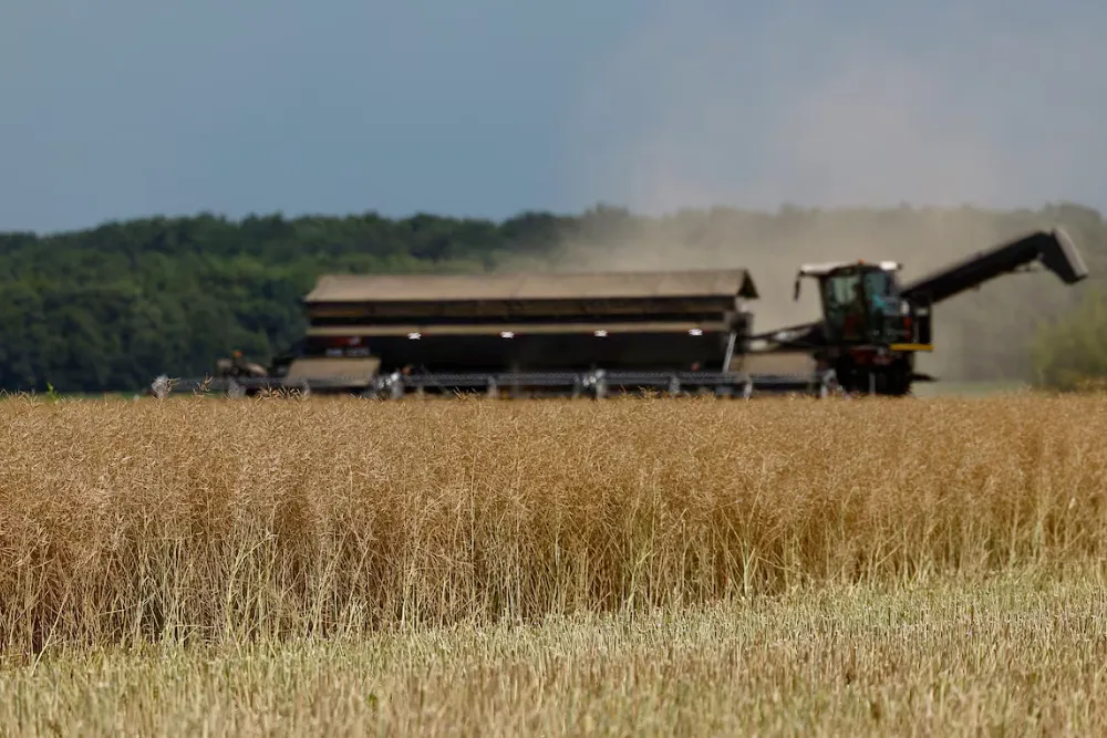 Сільськогосподарський працівник керує комбайном під час збирання ріпаку на полі поблизу села Кищенці в Черкаській області, Україна, 18 липня 2023 року, на тлі російського вторгнення в Україну