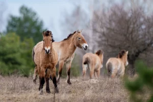 Дикі коні Пржевальського пасуться в лісі на території Чорнобильської зони відчуження, Україна, середа, 8 квітня 2026 року.