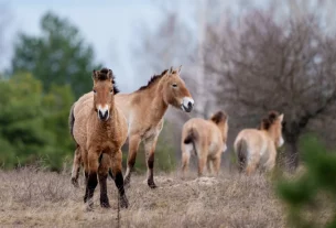 Дикі коні Пржевальського пасуться в лісі на території Чорнобильської зони відчуження, Україна, середа, 8 квітня 2026 року.