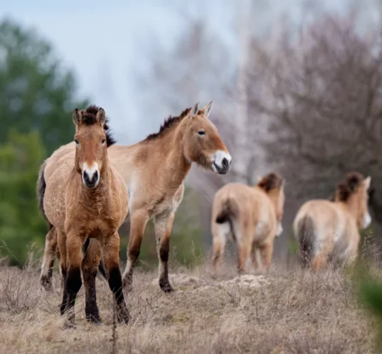 Дикі коні Пржевальського пасуться в лісі на території Чорнобильської зони відчуження, Україна, середа, 8 квітня 2026 року.