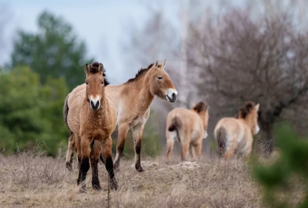Дикі коні Пржевальського пасуться в лісі на території Чорнобильської зони відчуження, Україна, середа, 8 квітня 2026 року.