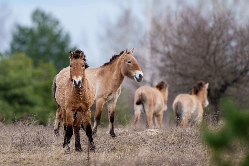 Дикі коні Пржевальського пасуться в лісі на території Чорнобильської зони відчуження, Україна, середа, 8 квітня 2026 року.