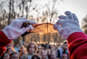 у києві екологи-волонтери звільняють кажанів на волю