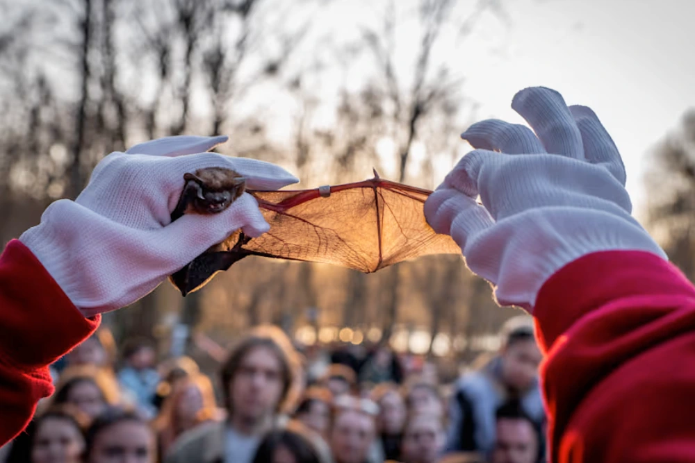 у києві екологи-волонтери звільняють кажанів на волю