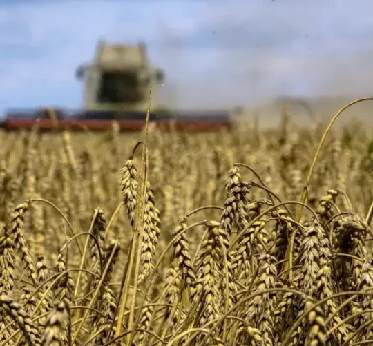жнива поле на фоні комбайну