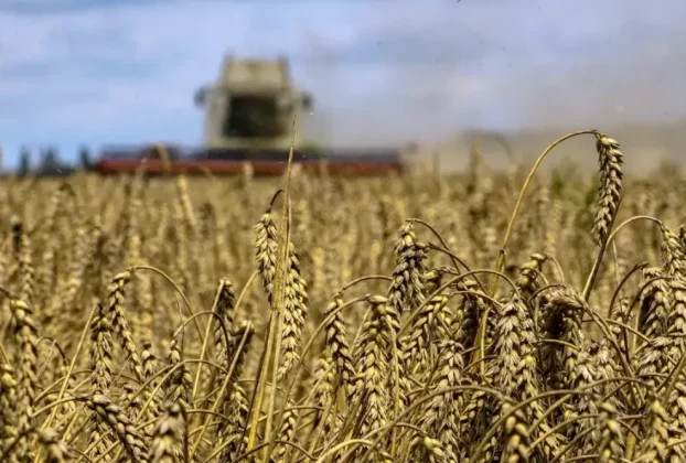 жнива поле на фоні комбайну