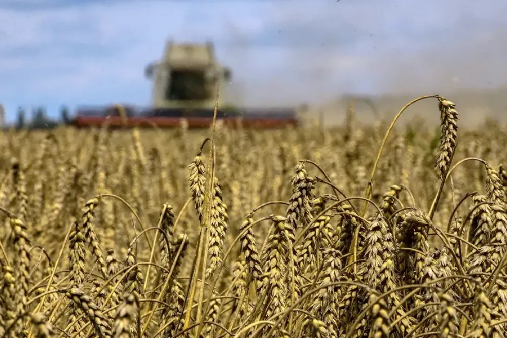 жнива поле на фоні комбайну