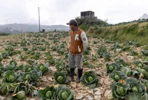 філіппінський фермер на полі з капусти дивиться на врожай