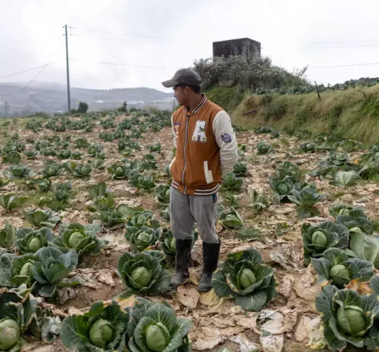 філіппінський фермер на полі з капусти дивиться на врожай