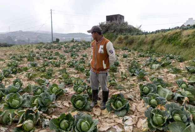 філіппінський фермер на полі з капусти дивиться на врожай
