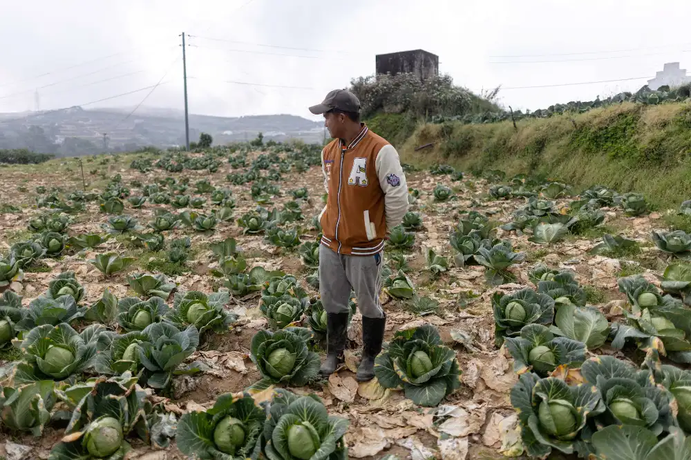 філіппінський фермер на полі з капусти дивиться на врожай