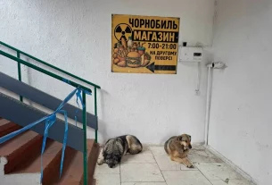 дикі собаки у Чорнобилі