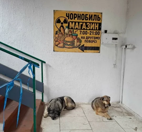 дикі собаки у Чорнобилі