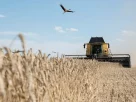 29 липня 2022 року над пшеничним полем пролітає лелека, а комбайн сільськогосподарської компанії «ТВК Сід» збирає пшеницю неподалік від Миронівки, Україна