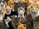 котики дуже багато котиків