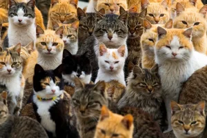 котики дуже багато котиків