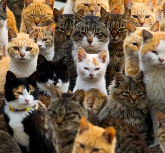 котики дуже багато котиків