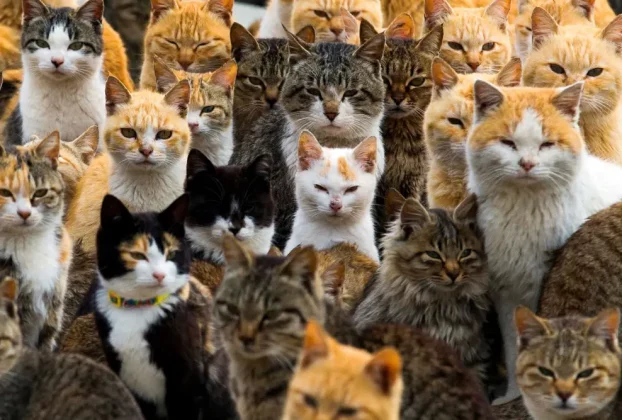 котики дуже багато котиків