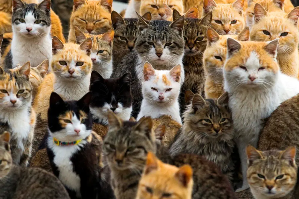 котики дуже багато котиків