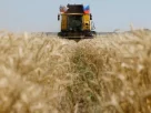 Комбайн на окупованій Росією частині Луганської області України минулого року